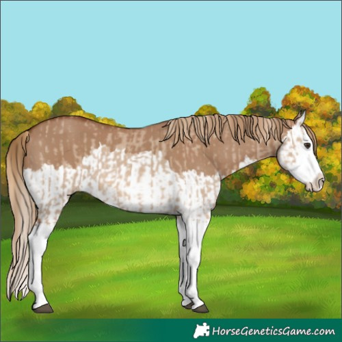 Horse Color:Red Dun Splash and Red Dun Splash
