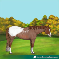 Horse Color:Red Roan Sabino Splash Appaloosa