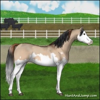Horse Color:Red Dun Splash  and Bay Dun Splash 