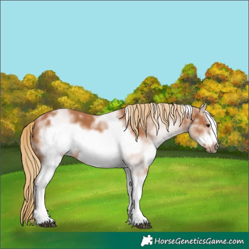 Horse Color:White Spotted Chestnut Frame