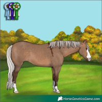 Horse Color:Silver Brown Dun 