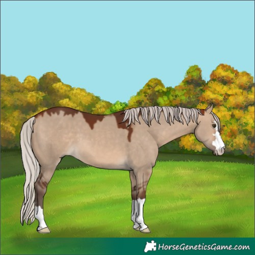 Horse Color:Silver Brown Dun 
