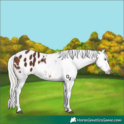 Horse Color:Silver Brown Appaloosa 