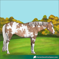 Horse Color:White Spotted Silver Brown Dun Sabino Rabicano 