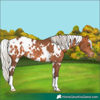 Horse Color:White Spotted Silver Bay Appaloosa 