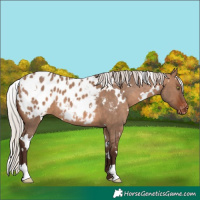 Horse Color:White Spotted Silver Brown Dun Appaloosa 