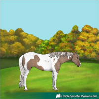 Horse Color:Silver Grullo Tobiano