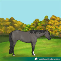 Horse Color:Grullo 