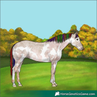 Horse Color:Painted White Spotted Classic Champagne Ice Dun Splash Rabicano