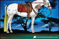 Horse Color:Painted White Spotted Brown Ice Splash Tobiano Appaloosa