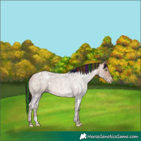 Horse Color:Painted Sable Champagne Ice Roan