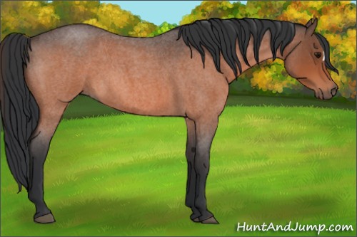 Horse Color:Bay Roan 