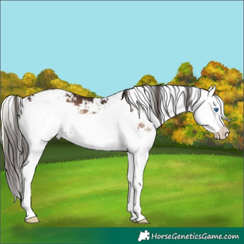 Horse Color:Liver Red Onyx Sabino Splash 