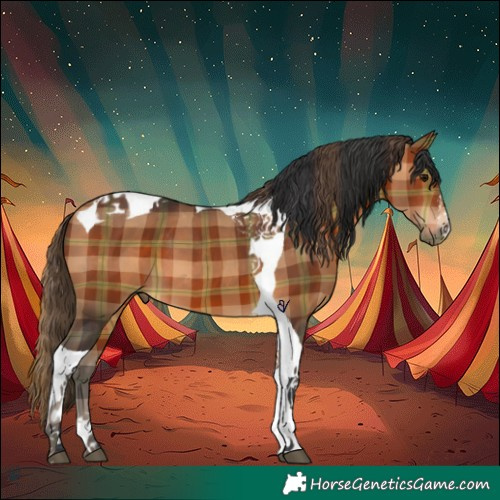 Horse Color:Plaid Bay Tobiano
