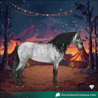Horse Color:Gray Platinum Brown Roan 