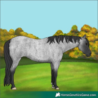 Horse Color:Blue Roan 