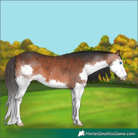 Horse Color:Brown Splash