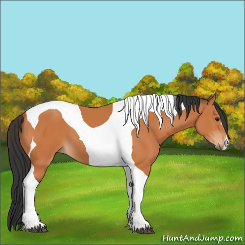 Horse Color:Bay Tobiano 