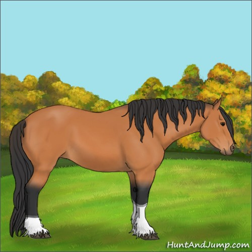 Horse Color:Bay Tobiano 