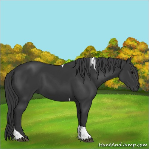 Horse Color:Black Tobiano 