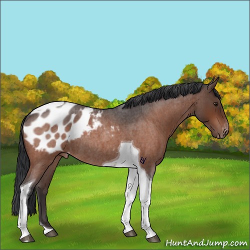 Horse Color:Brown Roan Tobiano Appaloosa Rabicano 