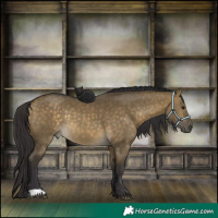 Horse Color:Buckskin Dun Rabicano