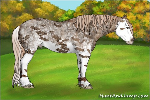 Horse Color:White Spotted Red Dun Ice Splash 