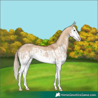 Horse Color:Red Dun Splash  and Red Dun Splash 