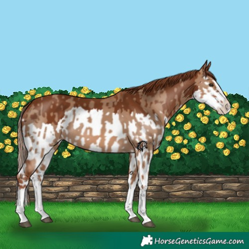Horse Color:Red Dun Splash  and Chestnut Splash 