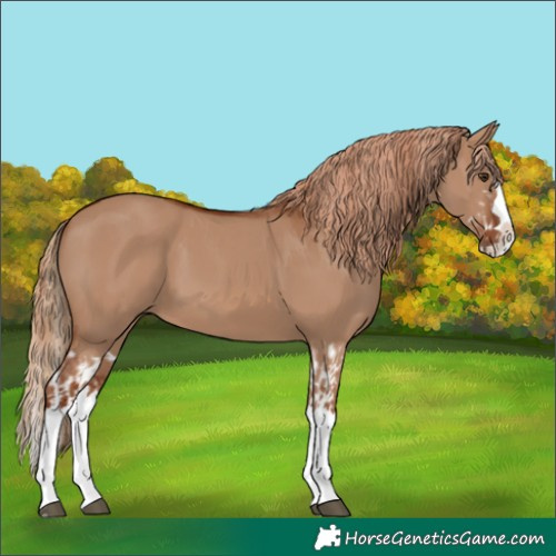 Horse Color:Red Dun Splash and Red Dun Splash