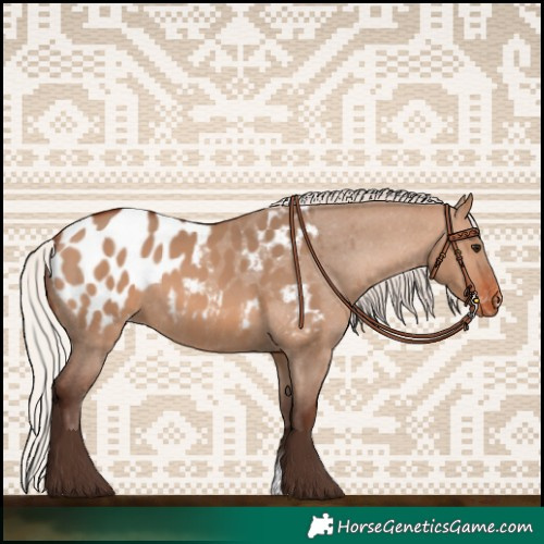 Horse Color:Silver Brown Dun Appaloosa 