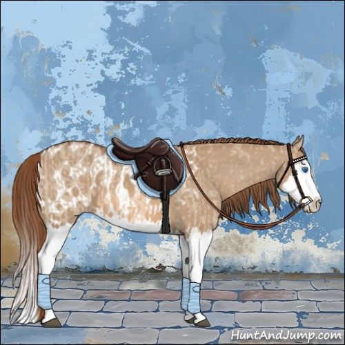 Horse Color:Red Dun Splash and Red Dun Splash Appaloosa
