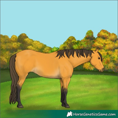 Horse Color:Buckskin 