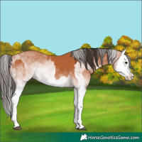 Horse Color:White Spotted Bay Splash  and White Spotted Bay Splash 