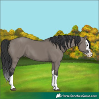 Horse Color:Grullo Splash 