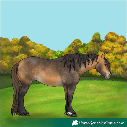 Horse Color:Buckskin 