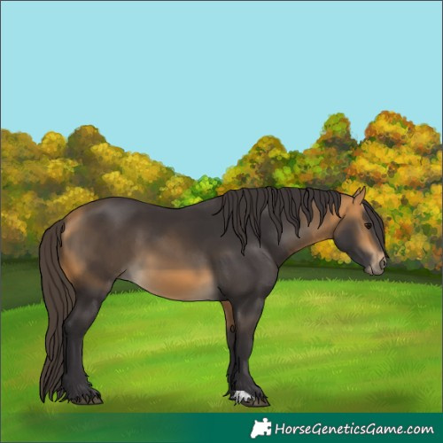 Horse Color:Buckskin 