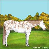 Horse Color:Red Dun Splash  and Red Dun Splash Appaloosa 