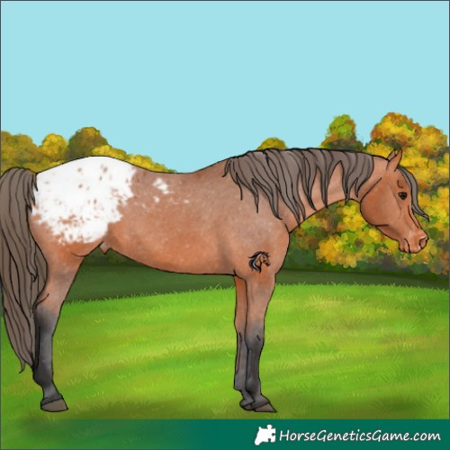 Horse Color:Bay Appaloosa 