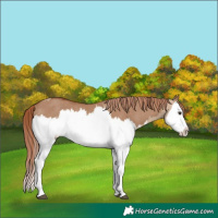 Horse Color:Red Dun Splash  and Red Dun Splash Rabicano 