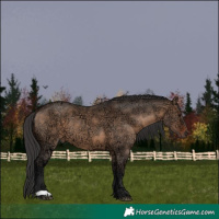 Horse Color:Brown Ice Dun