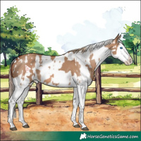 Horse Color:Red Dun Splash and Red Dun Splash
