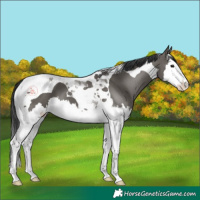 Horse Color:Grullo Splash Tobiano