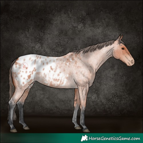 Horse Color:Bay Roan Appaloosa 