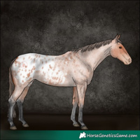 Horse Color:Bay Roan Blanket