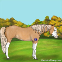 Horse Color:Palomino Roan Splash 
