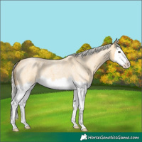 Horse Color:Silver Buckskin Roan Splash