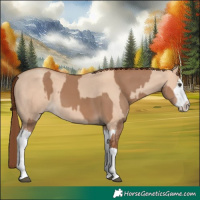 Horse Color:Red Dun Splash and Gold Champagne Dun Splash