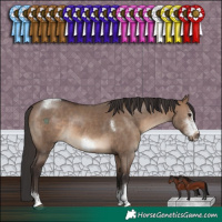 Horse Color:Brown Dun Sabino Tobiano Frame Rabicano 