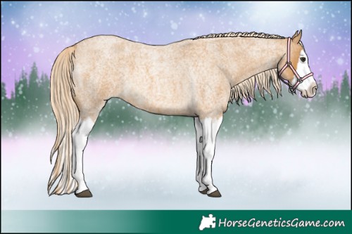 Horse Color:Palomino Roan Splash 